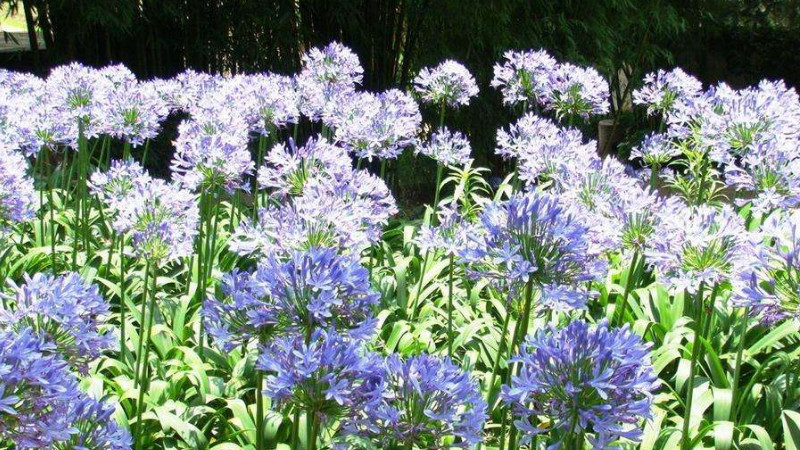 百子蓮不開花怎麼辦