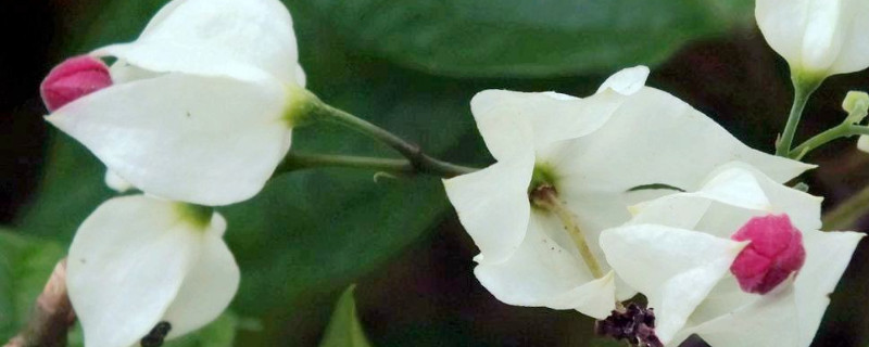 龍吐珠開花後怎樣修剪