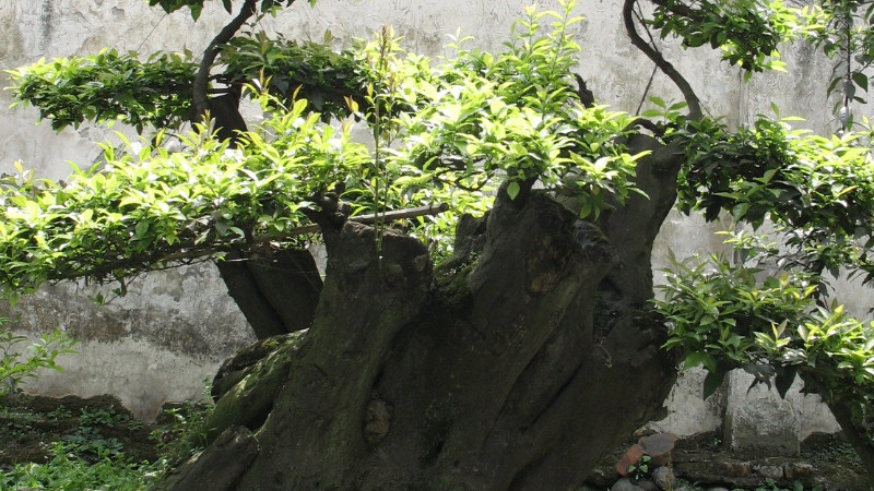 金彈子樹樁怎麼養