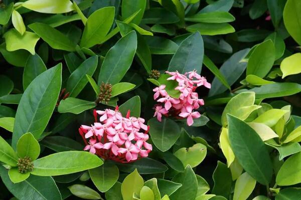 龍船花怎樣種植和養護