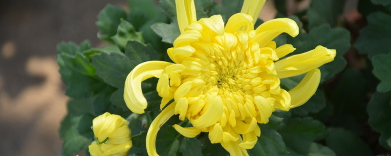 菊花移栽怎麼澆水