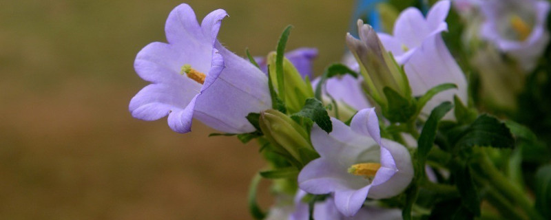 迷你風鈴花養殖方法