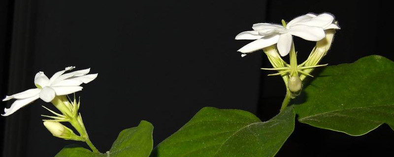 茉莉落花怎麼辦