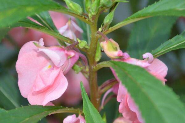 鳳仙花種植方法