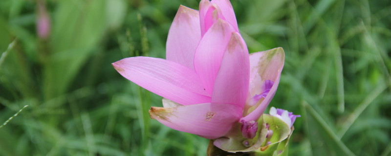 薑荷花開花後怎麼養護