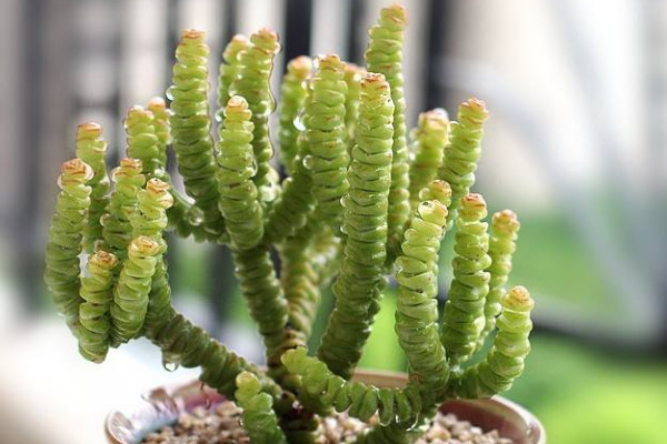 南方多肉植物怎麼養