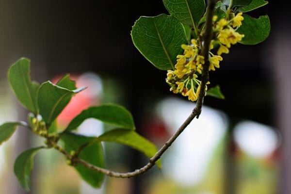 桂花蔫了怎麼回事