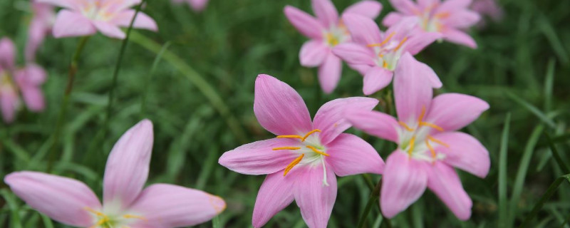 韭菜蘭不開花怎麼回事