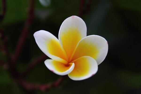 雞蛋花怎麼養才能開花