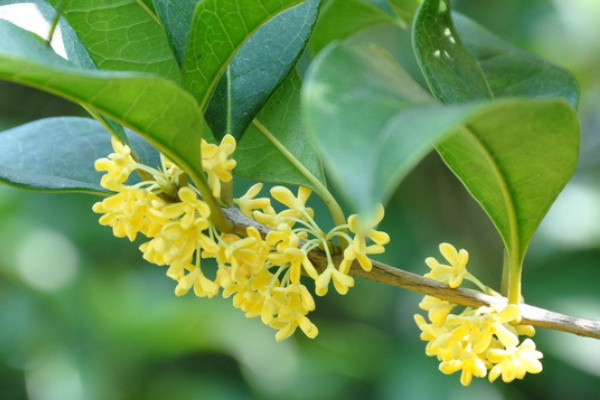 桂花枯黃是怎麼回事