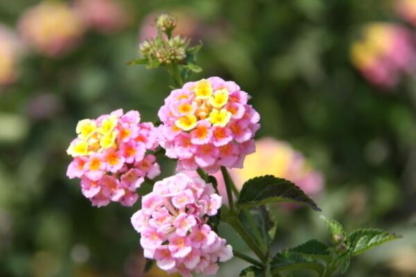 小菊花怎麼養殖方法