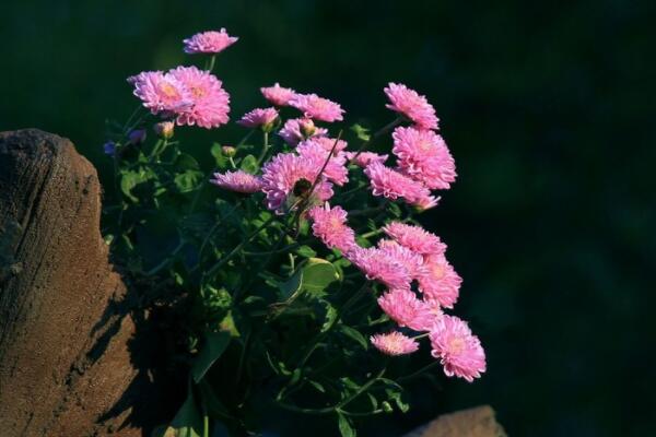 小菊花怎麼養殖方法