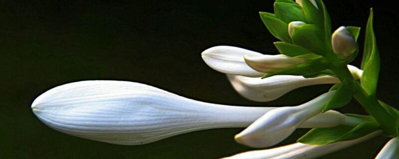 玉簪花怎麼不開花