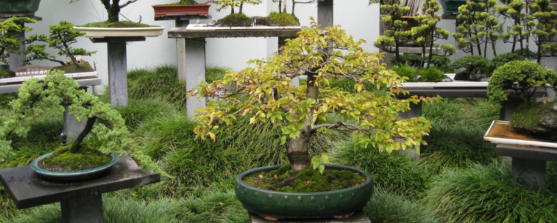 盆栽怎麼過冬