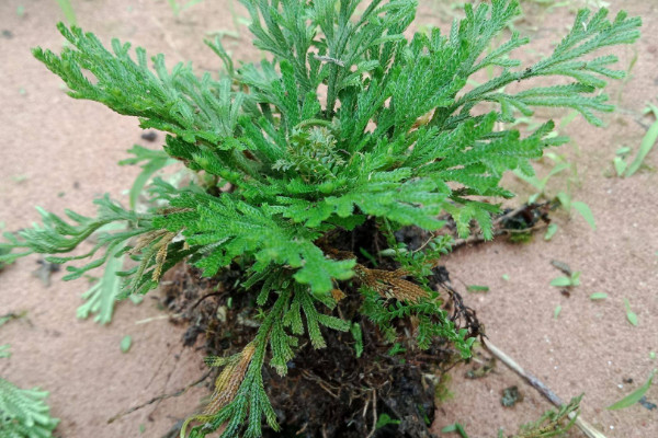 野生卷柏如何種植