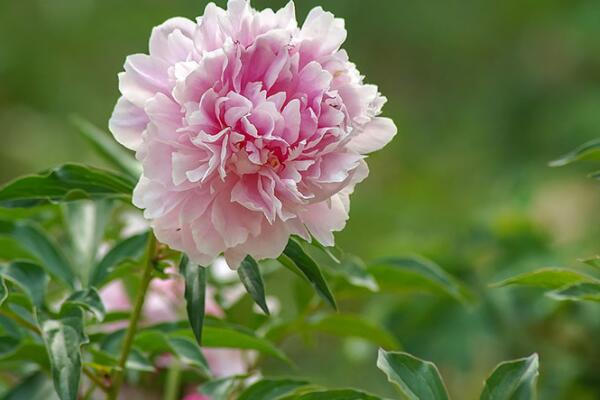 芍藥真假怎麼識別