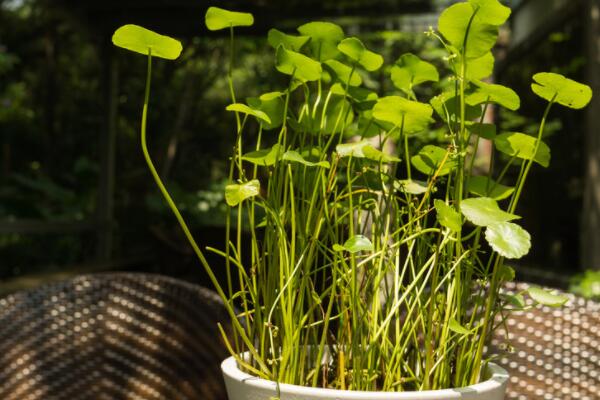 室外植物冬天怎麼保溫