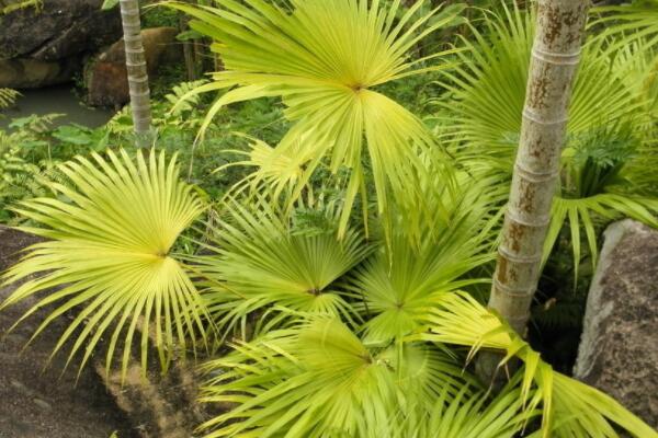 室外植物冬天怎麼保溫