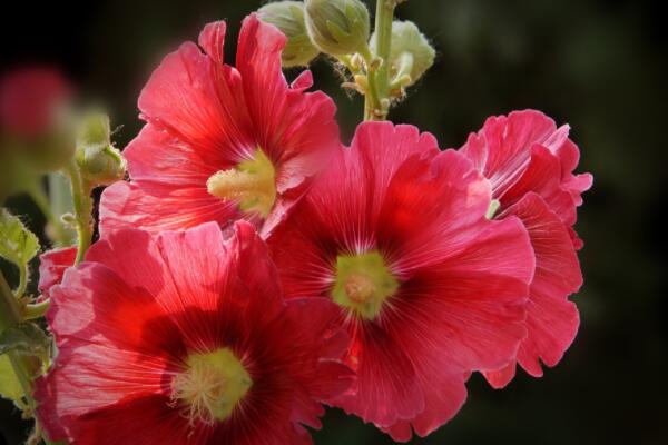 蜀葵開花後怎樣修剪