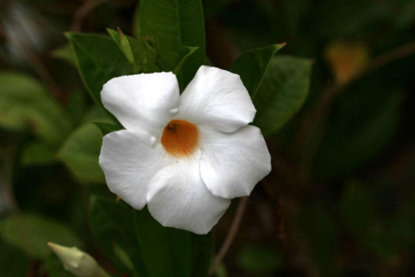 飄香藤開完花怎麼修剪