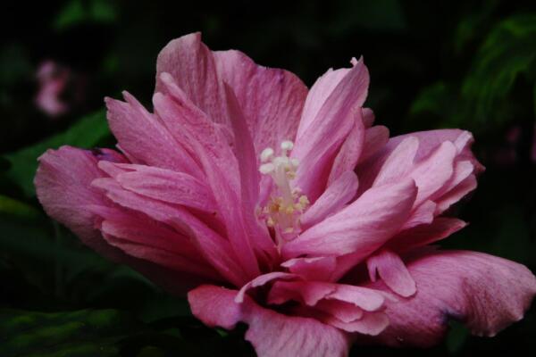 小木槿花苞發黃怎麼辦