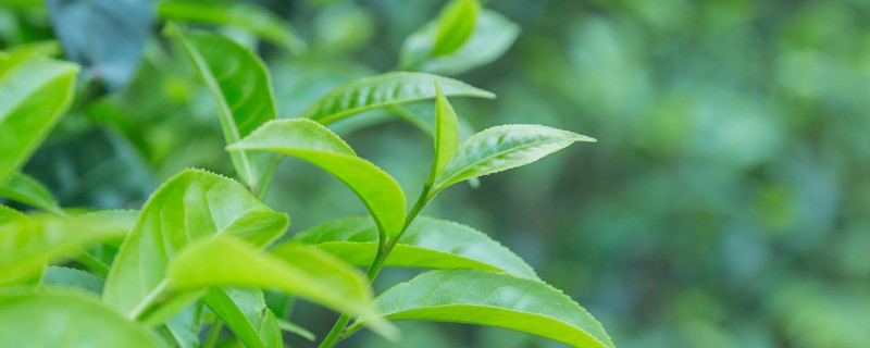 幼油茶樹怎麼修剪