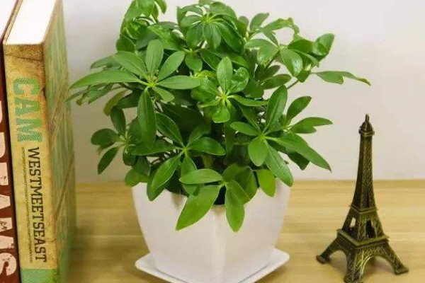 植物鴨腳木如何養護