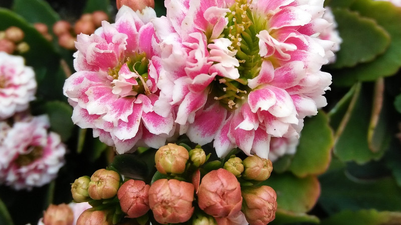 長壽花幾月開花