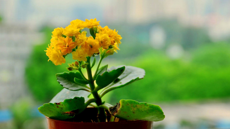 長壽花葉子變透明怎麼辦