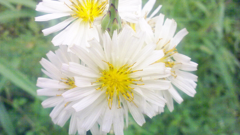 小雛菊怎麼醒花