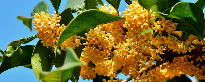 為什麼桂花芽幹枯