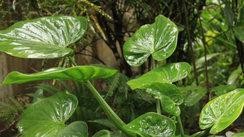 水培尖尾芋爛根怎麼辦