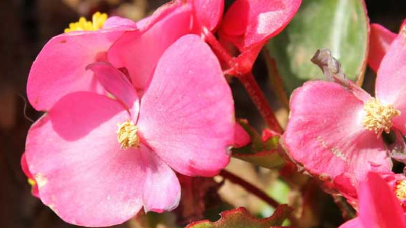 四季海棠為什麼掉花蕾