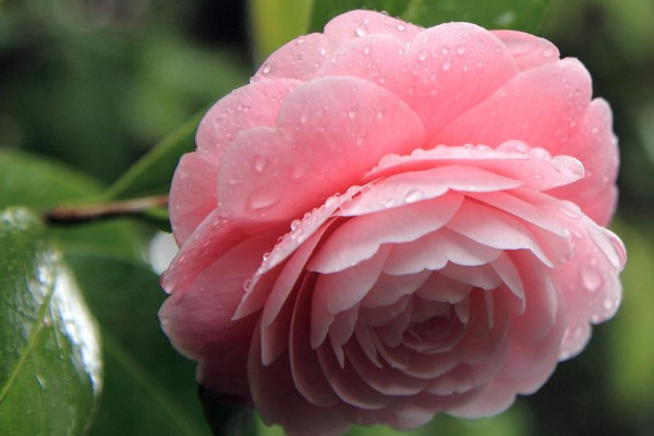 秋季怎樣給茶花施肥