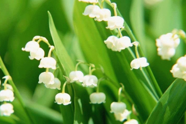 日本風鈴花怎麼養