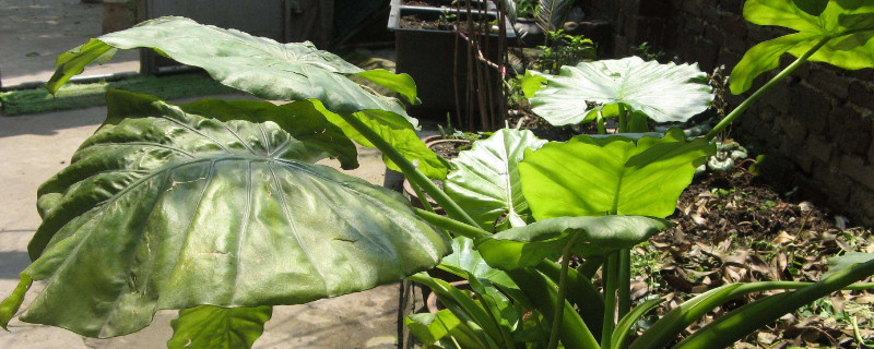 滴水觀音不發芽怎麼辦