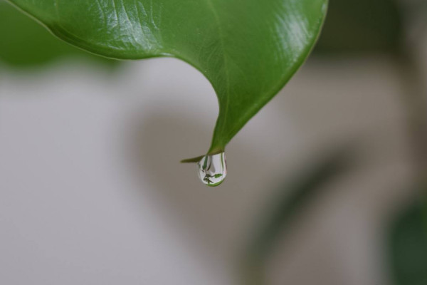 水培滴水觀音怎麼施肥