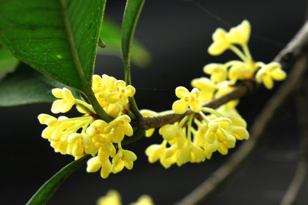 白桂花能吃嗎