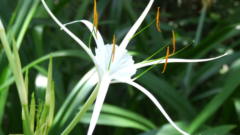 蜘蛛蘭開花後怎麼辦