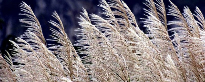 蘆葦花怎麼做幹花