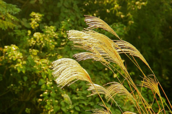 蘆葦花怎麼做幹花