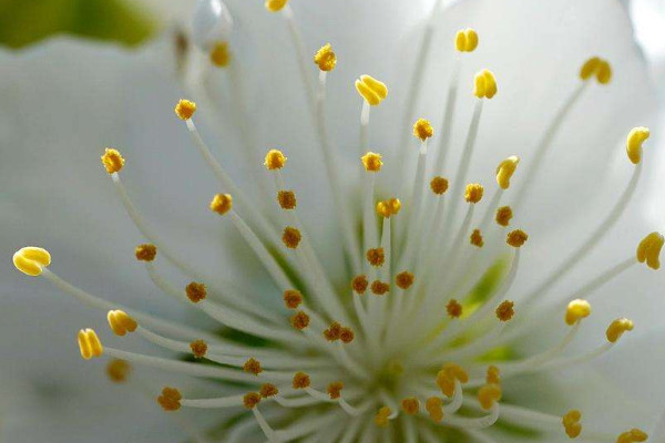 花蕾和花蕊什麼區別