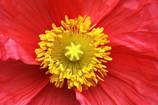 花蕾和花蕊什麼區別