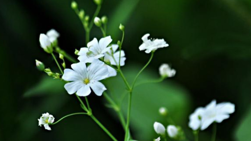 圓錐石頭花怎麼養