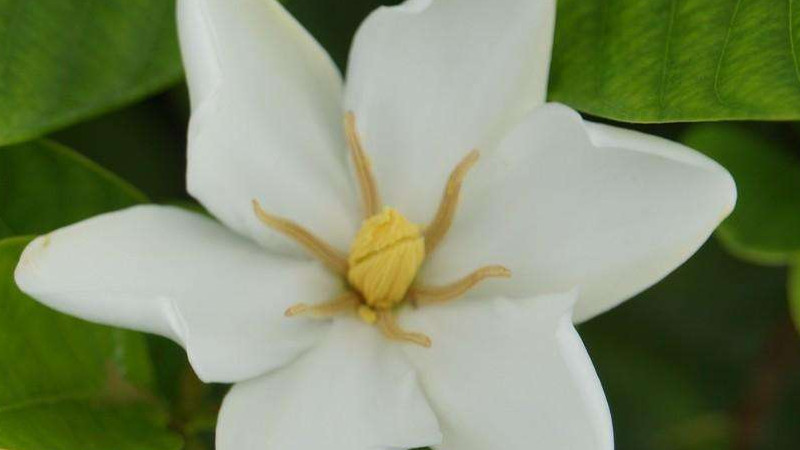 梔子花冬天室內怎麼養