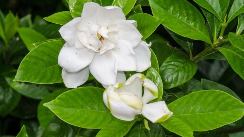 梔子花在北方怎麼養