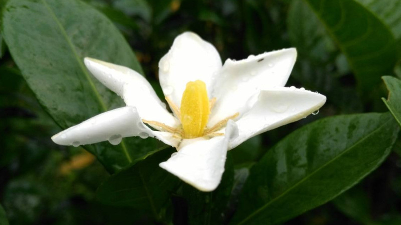 梔子花怎麼澆水