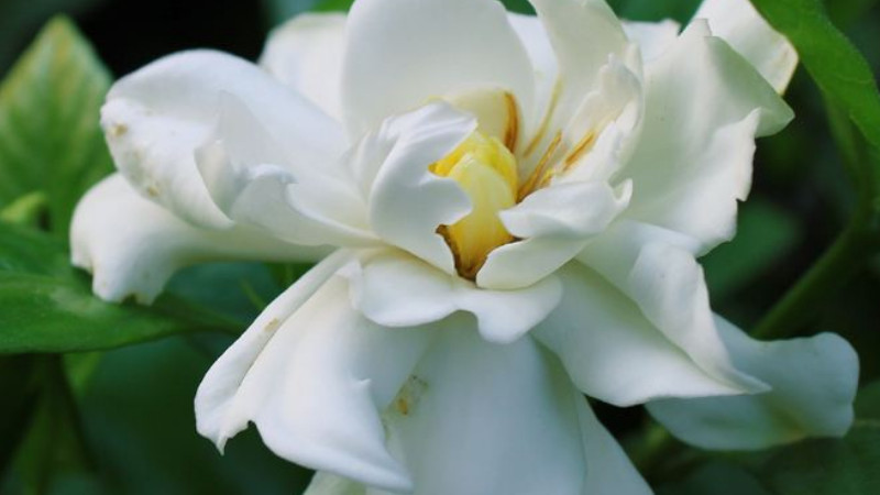 梔子花怎麼養才能開花