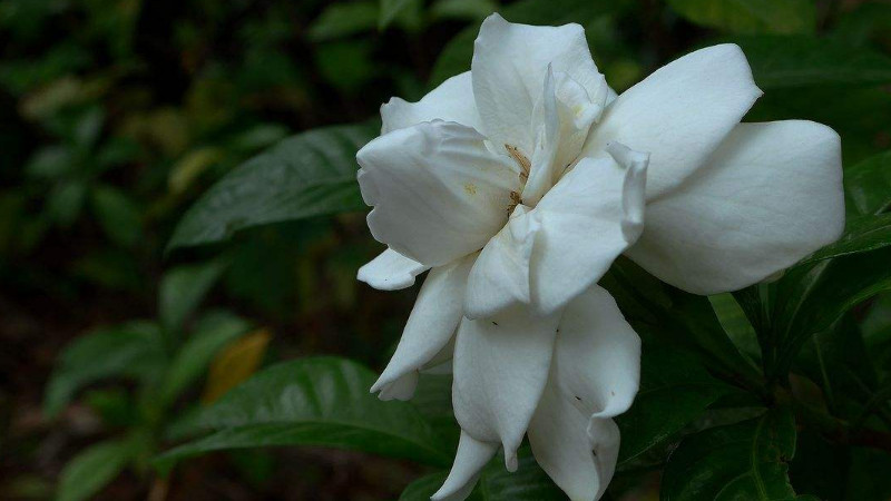 梔子花長花苞後怎樣養護