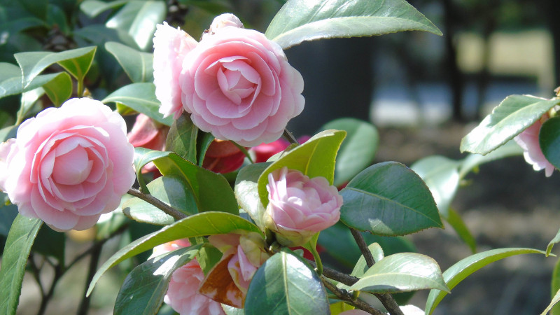 茶花掉葉子是怎麼回事